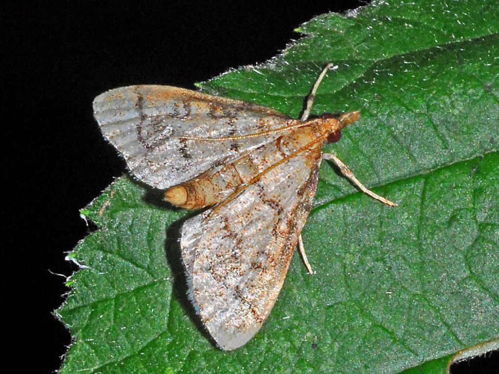 Una farfalletta bianchiccia ID: Metasia ophialis - Crambidae